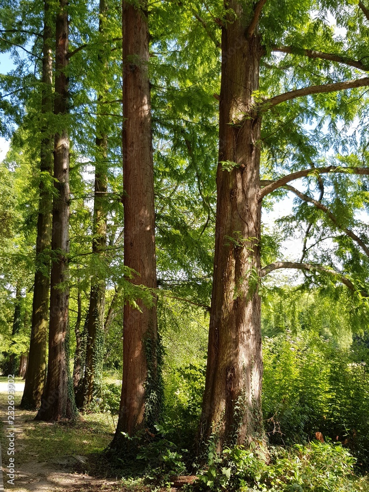 Fototapeta premium Baum im Sommer