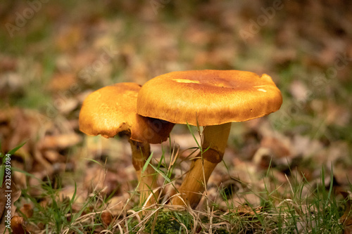 forest mushroom