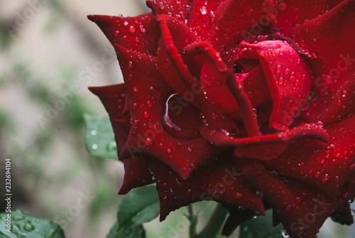 Red rose summer rain drop drops