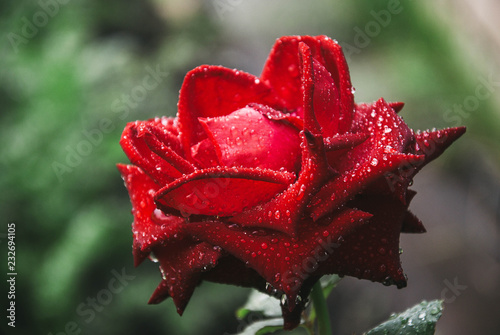Red rose summer rain drop drops
