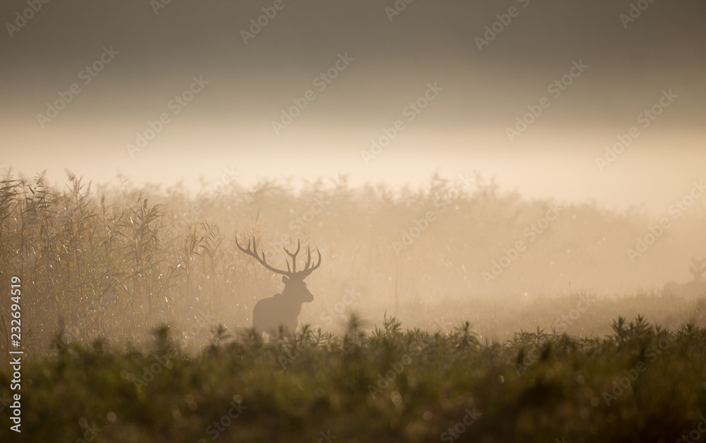 Fototapeta premium Jeleń w lesie w mglisty poranek