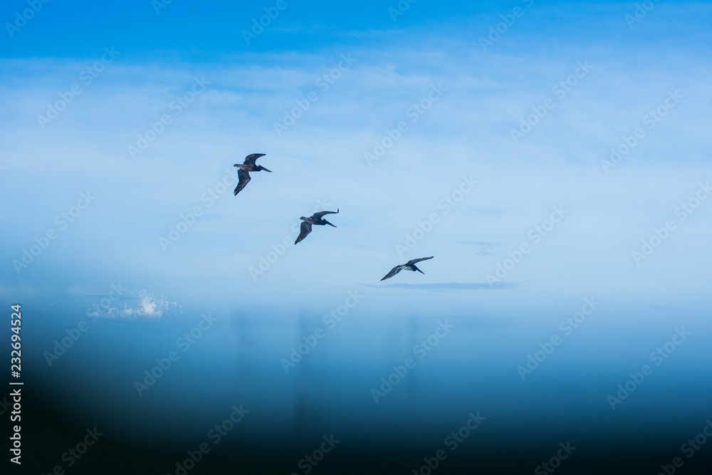 Pájaros mar azul horizonte abstracto