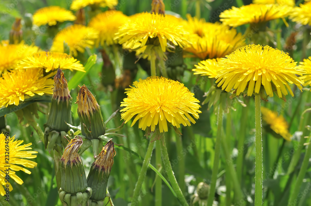 Yellow dandelions in the field Yellow dandelions in the field