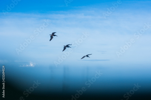 Pájaros mar azul horizonte abstracto