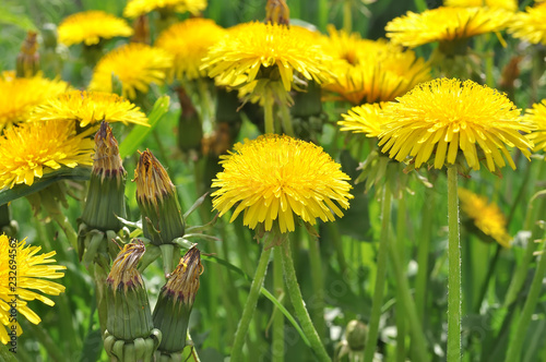Yellow dandelions in the field