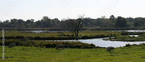 Flusslandschaft, Nationalpark Unteres Odertal photo