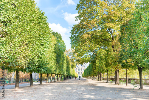 Alley with green trees in Tuileries garden in Paris, France photo