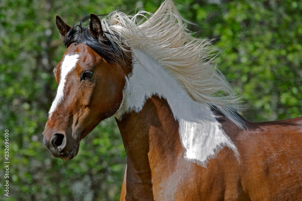 Fototapeta premium Beautiful Pinto Arabian Horse galloping, Head close up