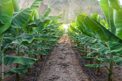 Banana plant rows near rock.