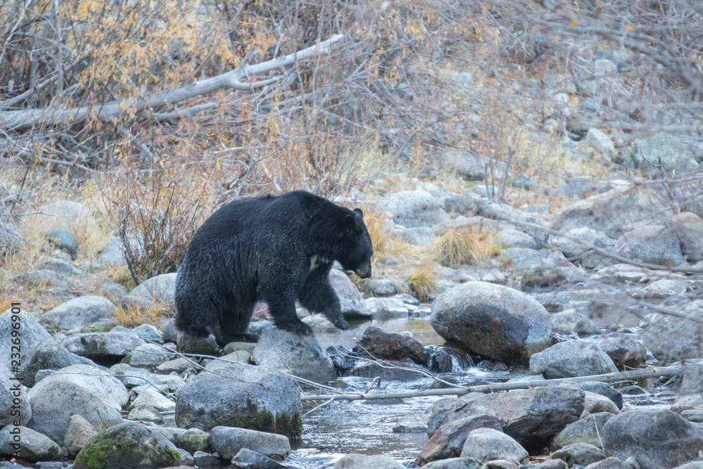 Black Bear with White Chest Markings Contrasting Against in Grey Aspens and Granite of Taylor Creek Black Bear with White Chest Markings Contrasting Against in Grey Aspens and Granite of Taylor Creek