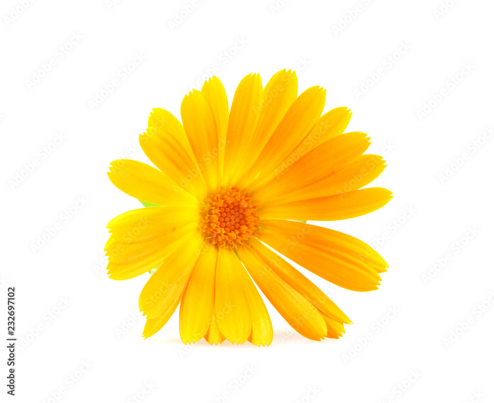 Marigold - Calendula Officinalis Isolated On White Background Marigold - Calendula Officinalis Isolated On White Background
