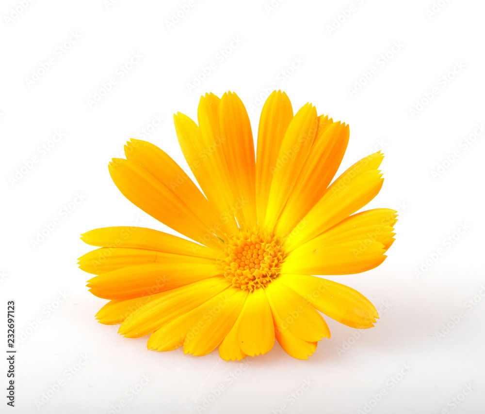 Marigold - Calendula Officinalis Isolated On White Background Marigold - Calendula Officinalis Isolated On White Background