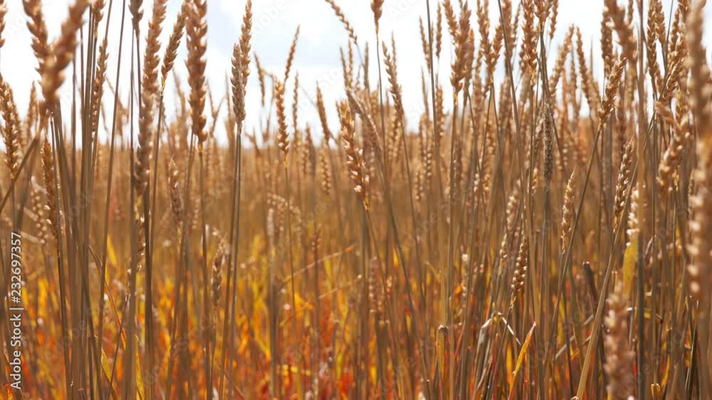 Harvesting agricultural field, barley grass isolated. Countryside landscape, farming concept, no people. dry wheat ears moving on the wind. autumn natural wild beauty. Seasonal yield economy Harvesting agricultural field, barley grass isolated. Countryside landscape, farming concept, no people. dry wheat ears moving on the wind. autumn natural wild beauty. Seasonal yield economy