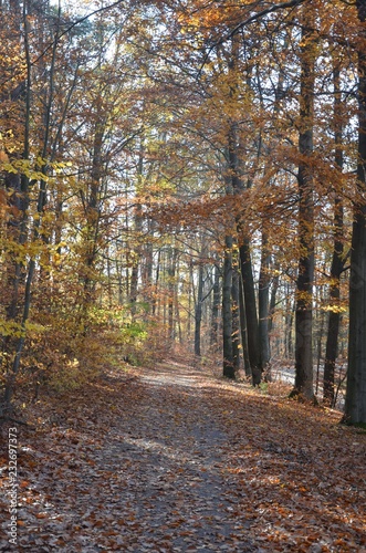 Herbstlandschaft - Herbstwald - Herbstsonne 