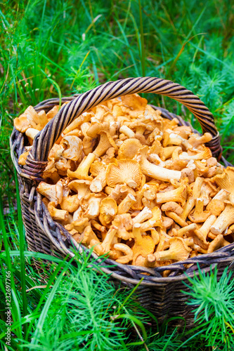 Wicker basket with wild mushrooms chanterelles
