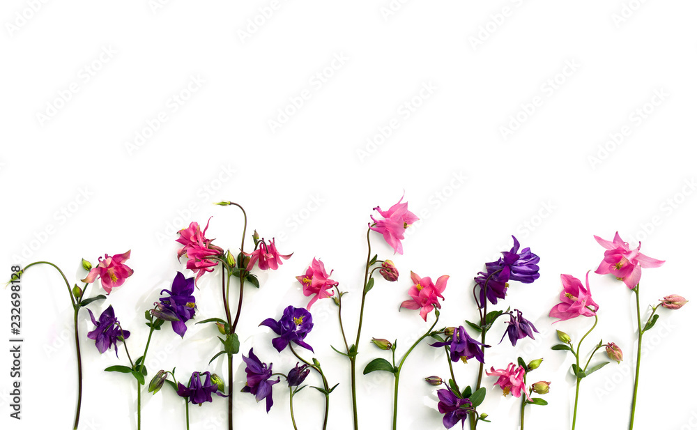 Pink and violet flowers columbine ( Aquilegia vulgaris, granny's bonnet ) on a white background. Top view, flat lay