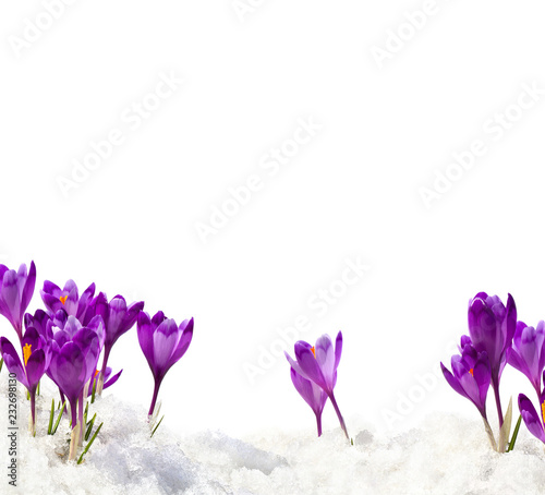 Spring snowdrops flowers violet crocuses (Crocus heuffelianus) in snow on a white background with space for text