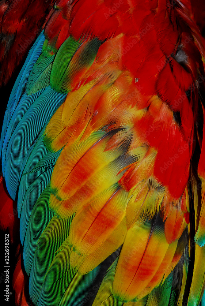 Obraz premium Textura plumas 4