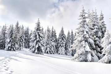 Winter landscape of mountains with path with footprints in snow following in fir forest and glade. Carpathian mountains