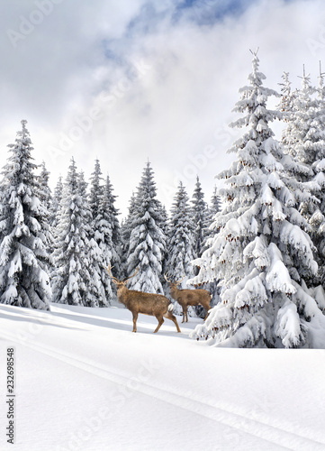 Zimowy pejzaż z jelonkami sika (Cervus nippon, sarna cętkowana) chodzącymi po śniegu w lesie jodłowym i na polanie