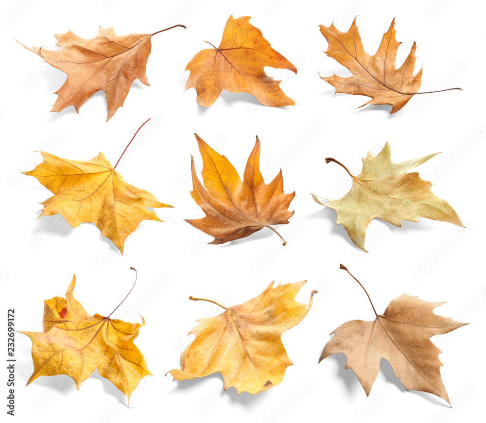 Obraz premium Set of autumn dried leaves on white background