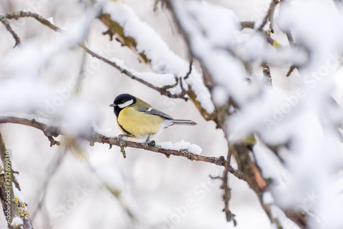 Titmouse in a snow-covered Park. Moscow. Russia.
