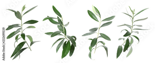 Set with green olive twigs and leaves on white background