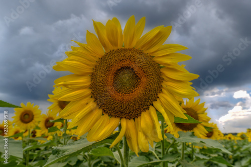 Sunflower Field