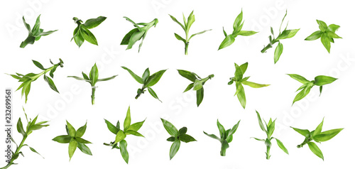 Set with bamboo leaves on white background