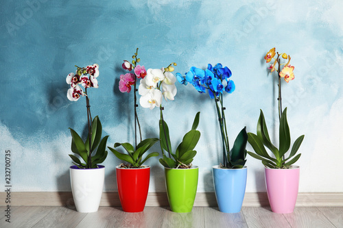 Beautiful tropical orchid flowers in pots on floor near color wall