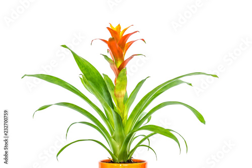 Slika na platnu Blooming orange bromeliad flower with green leaves close-up isolated on white ba
