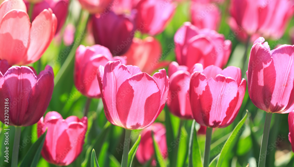 tulips in a spring flower garden