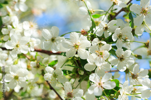 Branch of cherry tree blossom. White flowers on a tree.