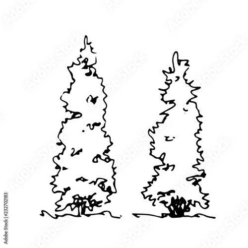 Hand drawn sketch thuja. Architect tree. Isolated shrubbery on transparent background