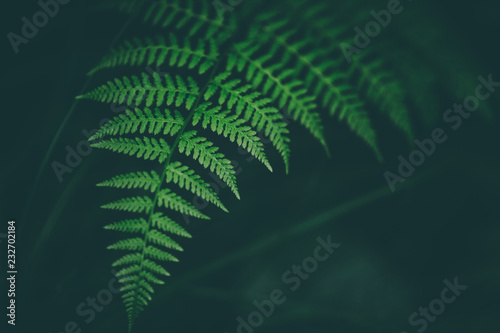 Fresh fern macro image. Horizontal orientation.