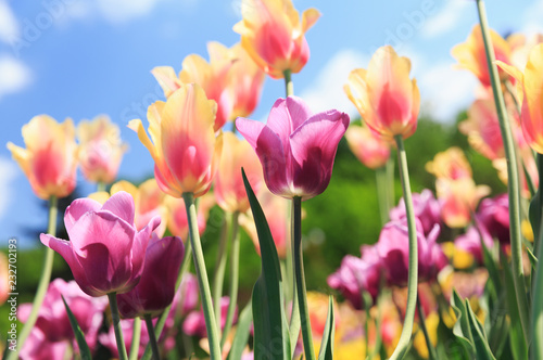 tulips in a spring flower garden