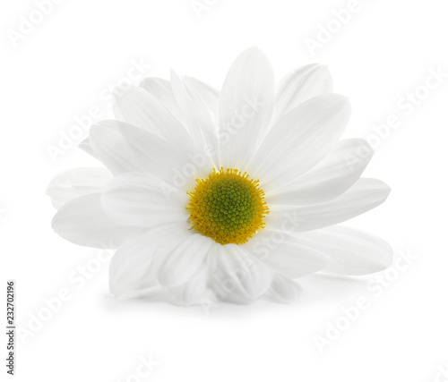 Beautiful and delicate chamomile flower on white background