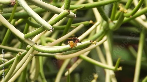 Beewolf wasp drinking nectar from a flower of the pencil cactus, leafless spurge (Euphorbia Aphylla). photo