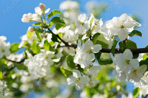 Branch of apple tree blossom © Nitr