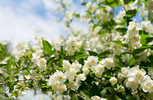 jasmine flowers in a garden