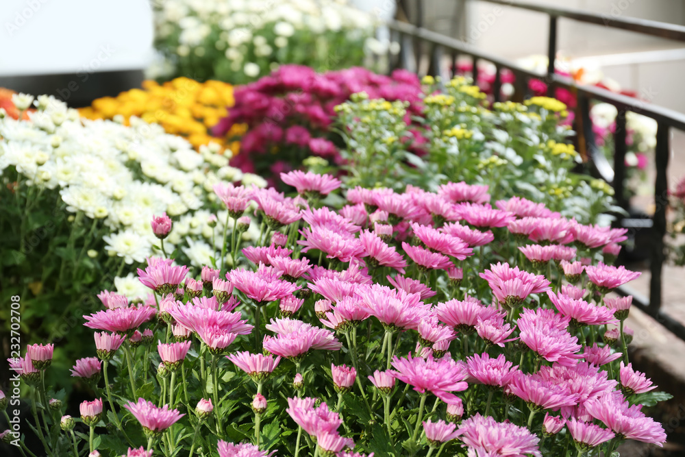 View of fresh beautiful colorful chrysanthemum flowers outdoors
