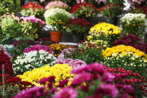 View of fresh beautiful colorful chrysanthemum flowers outdoors © New Africa