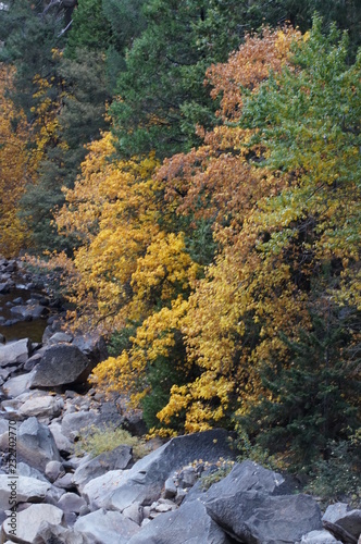 Yosemite Fall Leaves
