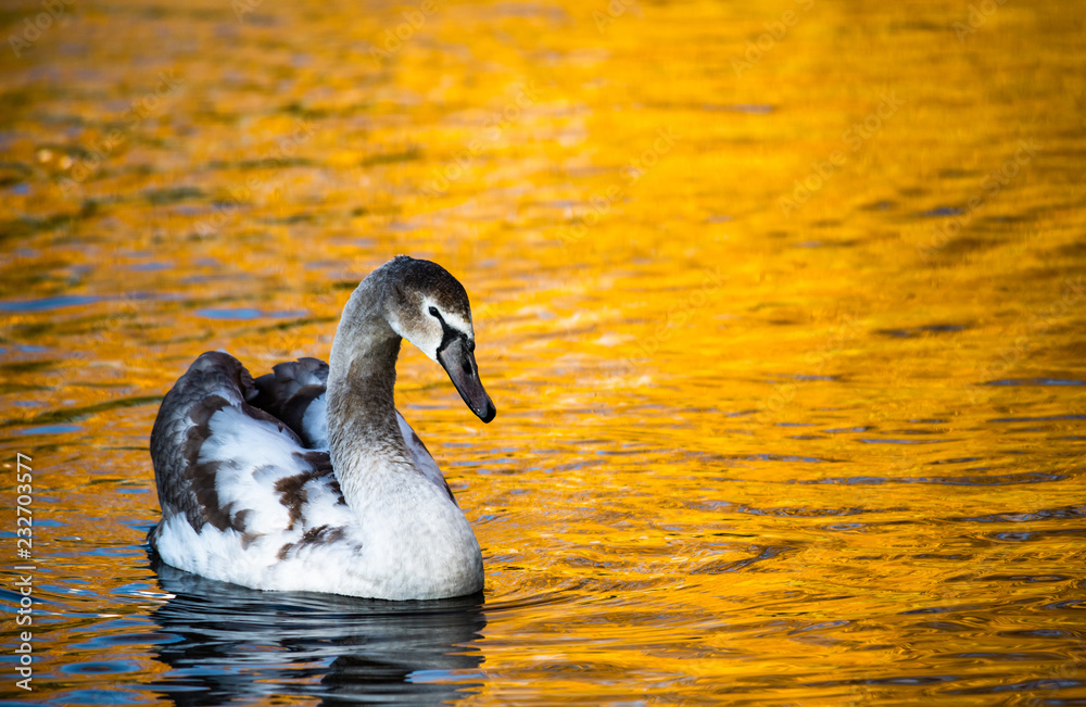 Swan on gold lake water autumn nature yellow Swan on gold lake water autumn nature yellow