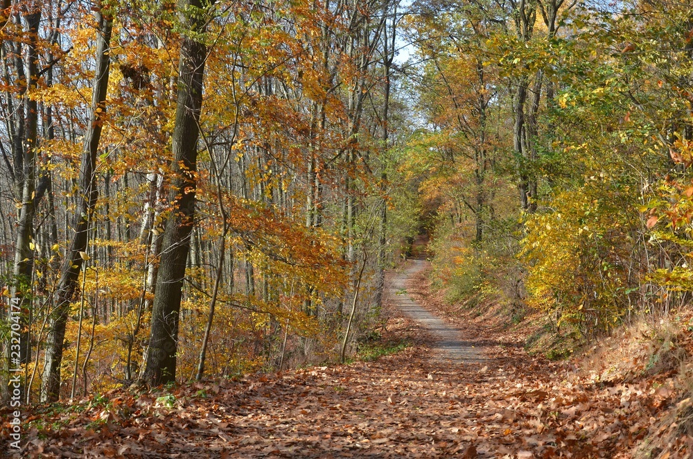 Sonniger Herbstwald - Waldweg - Herbststimmung 