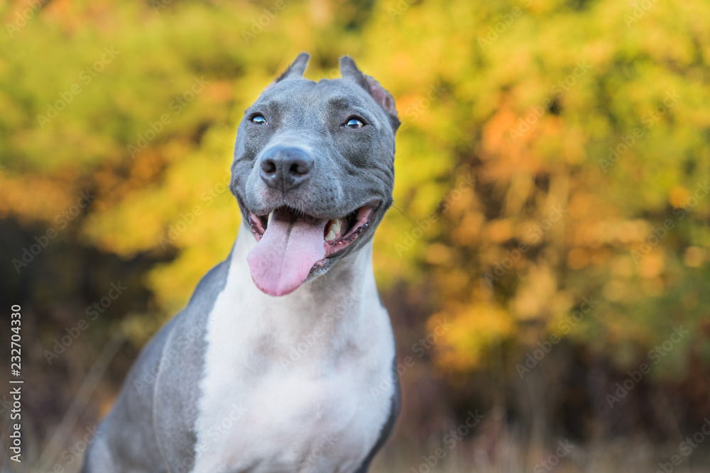 portrait beautiful dog blue american staffordshire terrier pit bull puppy walking outdoor in autumn forest