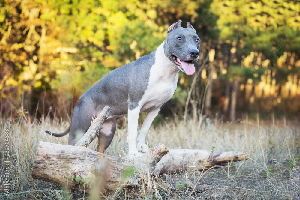 portrait cute dog blue american staffordshire terrier pit bull puppy walking in autumn park, standing on a tree