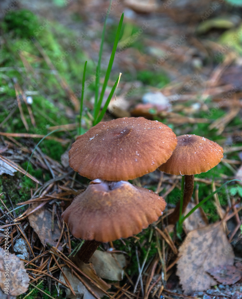 Mushroom picking. Collecting mushrooms in the forest in autumn in nature. Dissimilar mushroom grows. russula emetica, mushroom with an orange cap, toad, brown mushroom, swamps. Mushroom picking. Collecting mushrooms in the forest in autumn in nature. Dissimilar mushroom grows. russula emetica, mushroom with an orange cap, toad, brown mushroom, swamps.