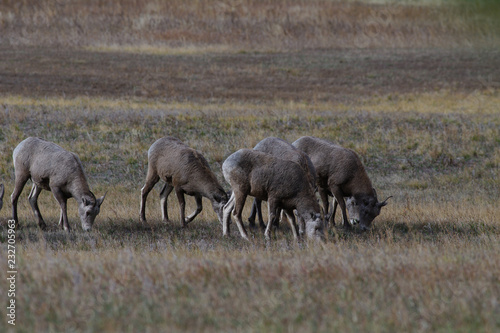 Rocky Mountain Bighorn Sheep, Montana © L. J. Martin