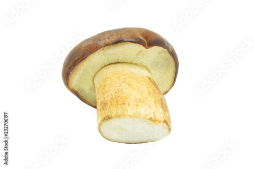 Gorgeous beautiful mushroom with a brown cap on a thick stalk. Yellow mushroom with a brown cap is isolated on a white background. Polish mushroom boletus.